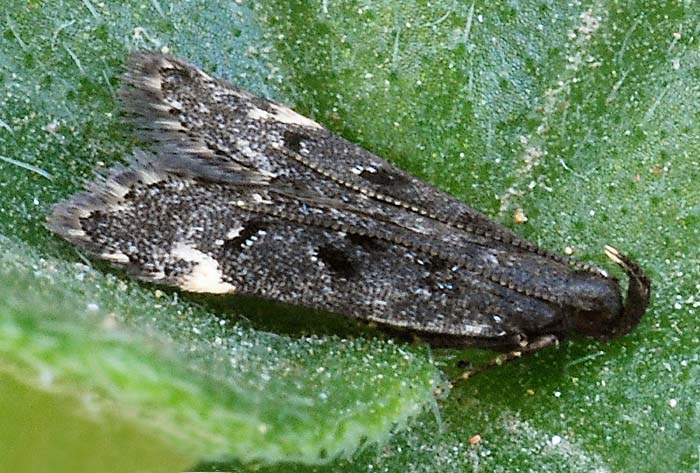 Dichomeris alacella